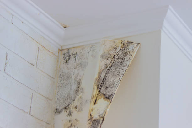 Best Commercial Mold Inspection  in Coronado, CA